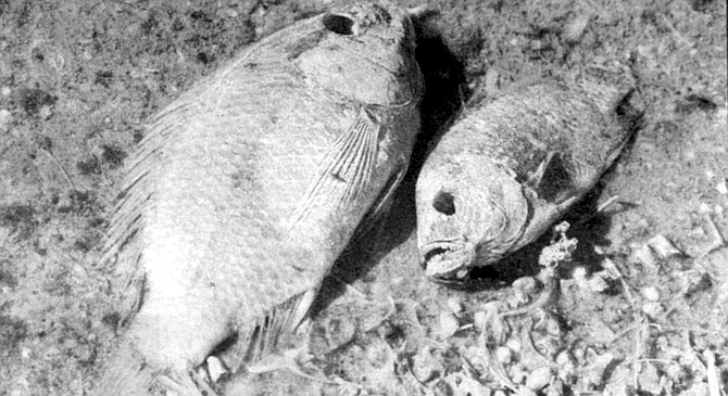 Dead tilapia. “I eat tilapia from it every day. My cat Charles did too. And he lived to be 21!” - Image by Joe Klein