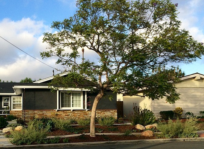Not a pepper tree, and no longer alive after 20 years on Mount Frissell Drive