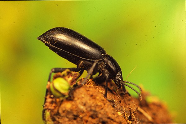 Stink beetles raise their rears in defense mode.