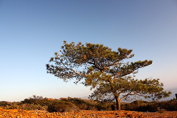 The quintessential Torrey pine