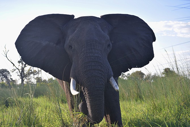 A close encounter with an elephant in Botswana, Africa