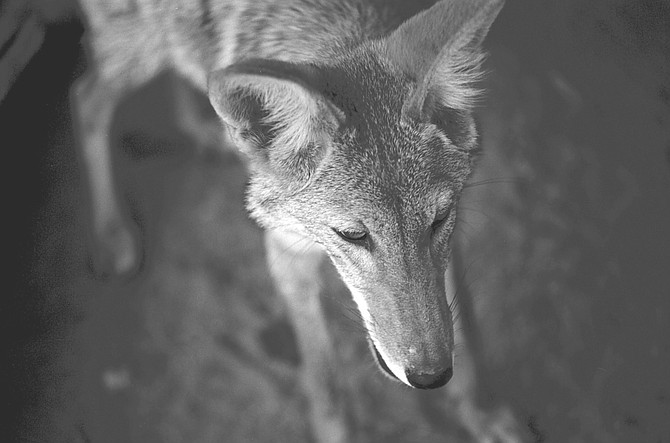 Coyote at Fund for Animals Wildlife Refuge, Ramona. "Domestic dogs are more likely to bite you than coyotes. It's safe to walk in these canyons."