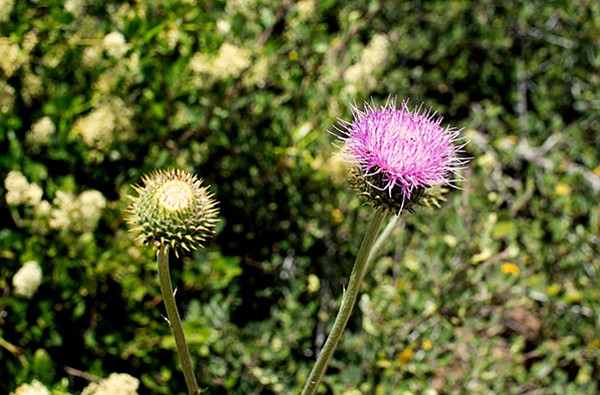 California thistle, common at higher elevations