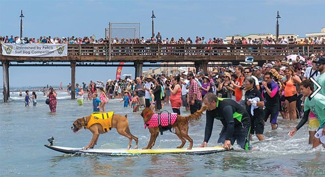 Saturday, July 30: Surf Dogs