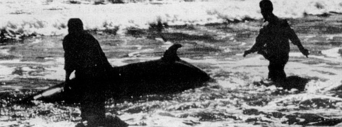 Ginko-toothed beaked whale, Del Mar, 1953. Today, the animal that Gilmore examined remains the only one of its kind ever discovered on the North American continent.