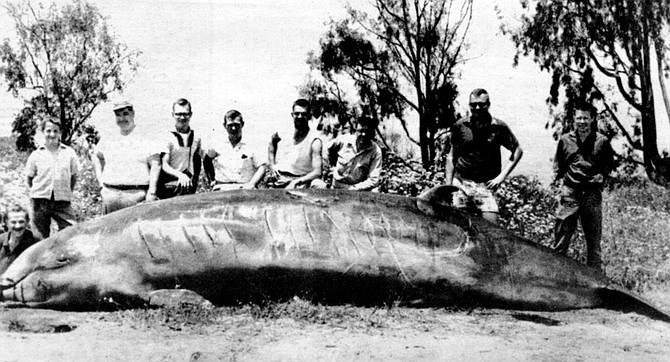 Goose-beaked whale, Del Mar, September, 1945. “About seven men went into the surf that night, attached a rope to the creature’s tail, and pulled it ashore amid wild thrashing.... It was of good flavor and tender when roasted or fried.’’