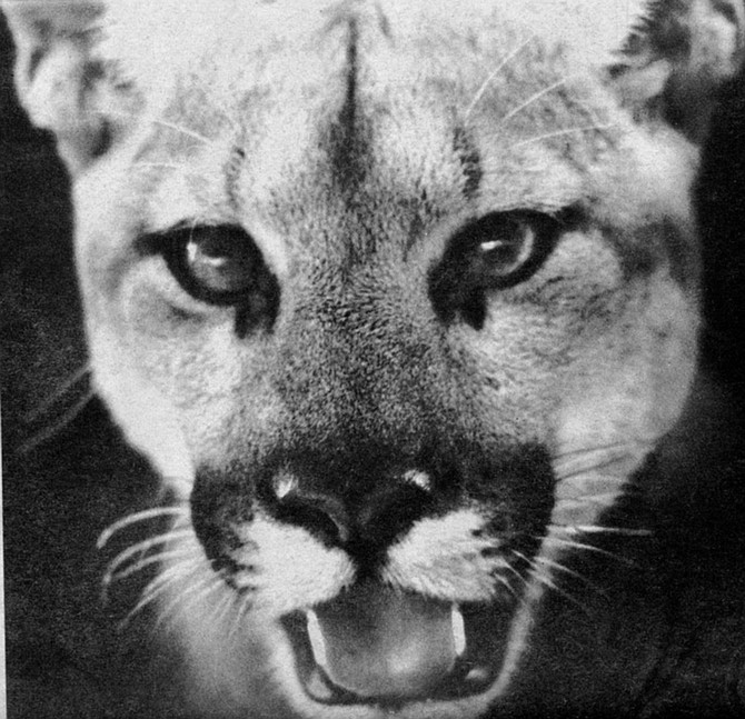 One young lion was killed on Lyons Valley Road, north of Jamul; a second was killed at Camp Pendleton on Las Pulgas Road; and still another lion was killed in Oceanside on Rosicrucian Drive
