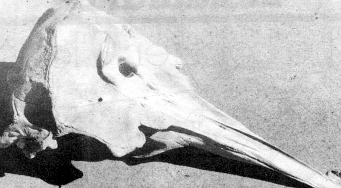 Skull of Ginko-toothed beaked whale. It seems incredible that mammals some twenty feet long could have survived for so long almost unseen by human eyes. 