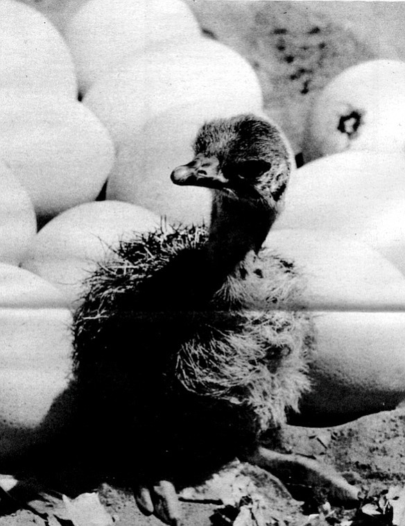 Baby ostrich. "Whenever I go to a zoo I find myself being amazed that wild animals should exist at all."