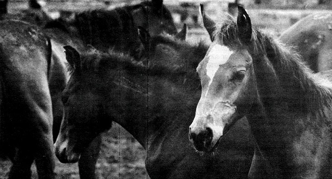 In the spring of 1986, BLM estimated there were forty horses living in the northern portion of Anza-Borrego, in the three tributary canyons of Coyote Creek: Horse Canyon, Nance Canyon, and Tule Canyon.