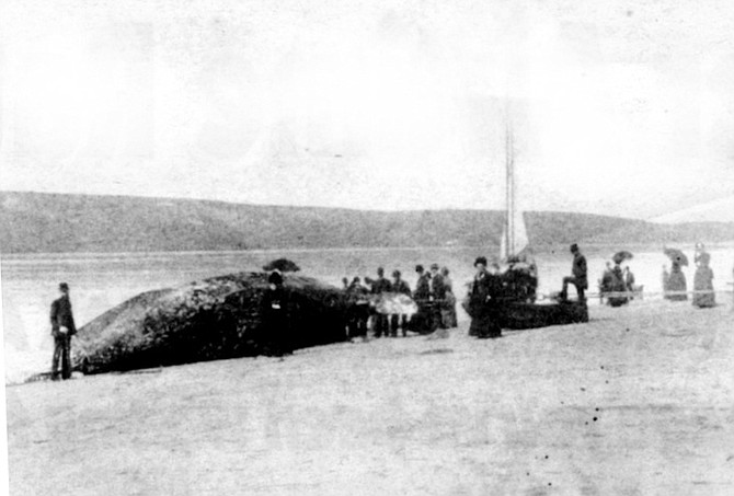 Beached whale at whaling station, Ballast Point, circa 1883. By 1858 the stench of boiling blubber had become a fixture at La Playa,  a few blocks south of where Shelter Island’s southern tip now extends. Over the next 28 years, whaling stations also operated at Ballast Point.
