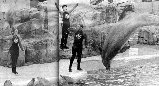 SeaWorld dolphin show. "It seems to me, walking along, that I’ve become a kind of dolphin myself." - Image by Sandy Huffaker, Jr.