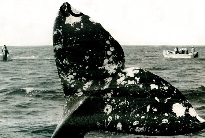 Gray whale flukes.  "The parent animal, in her frenzy, will chase the boats, and overtaking them, will overturn them with her head, or dash them in pieces with a stroke of her ponderous flukes.”