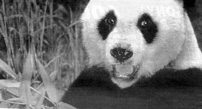Stansell conceded that Shi Shi, the male panda sought by the zoo, had been legitimately rescued from the wild.