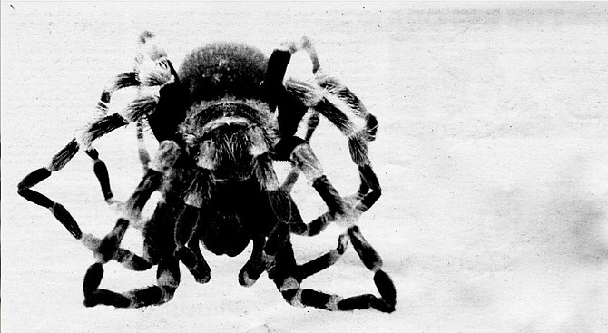 Hairy Mygalomorph. “Don’t blow on tarantulas. They really hate that; it both frightens and irritates them." - Image by Jim Coit