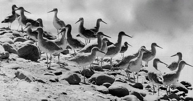 Yearly, the sandpipers migrate from pole to pole and use the estuary as a “carbo-stop” on their long flight.
