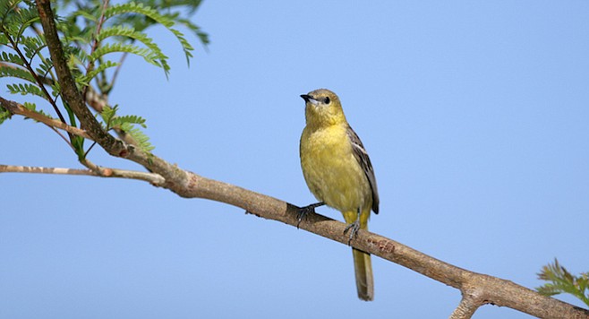 Hooded oriole - Image by NaturesDisplay/iStock/thinkstock