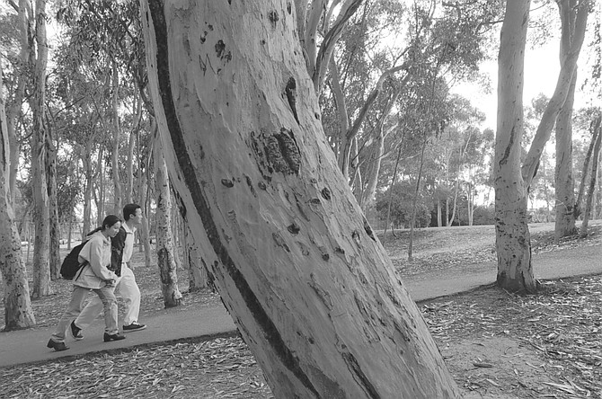 Trees, by Terry Allen, consists of three lead-encased eucalyptus trees. Two of the trees, set in a eucalyptus grove that students have dubbed “The Enchanted Forest," emit sound.