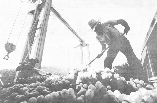 Workers sorting through grapes