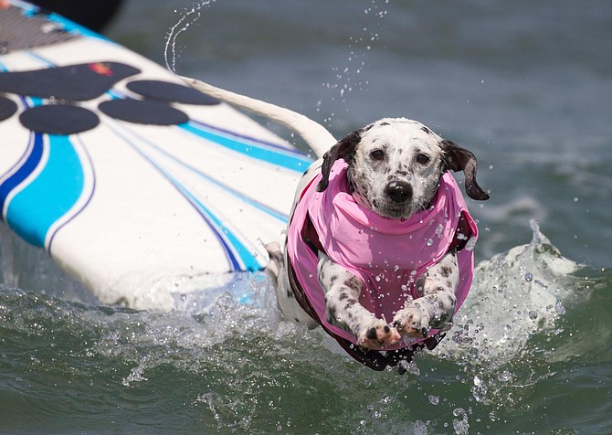 Photo credit: Kaylee Owen in the Unleashed by Petco surf dog competition on July 30, 2016, at Imperial Beach, CA. Photo taken by Nathan Rupert with Nathan Rupert Photography.