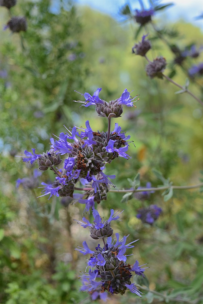 Salvia "Pozo Blue" (clevelandii + leucophyllia hybrid) in my backyard from May 2016.  Rancho Penasquitos.  