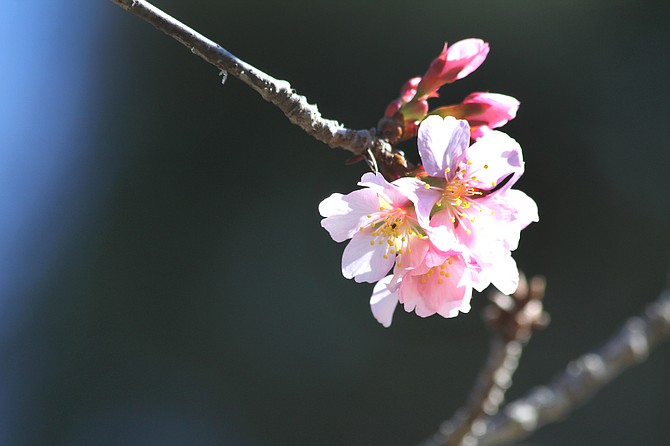 Cherry blossoms @ S.D.Japanese Garden.