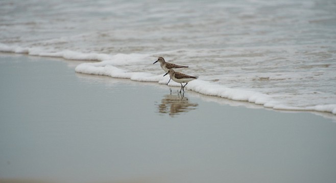 Sandpipers wave-running