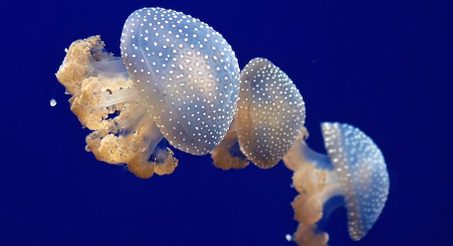 Australian blubber jelly invades harbor | San Diego Reader