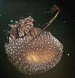 McMillin’s jellyfish photo