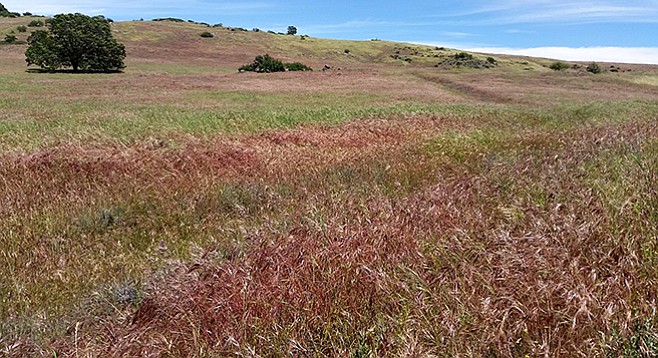 The East Mesa Loop trail passes a grassland meadow en route to Granite Springs.