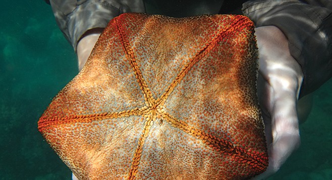 The cushion sea star lives on coral reefs throughout the Indo-Pacific