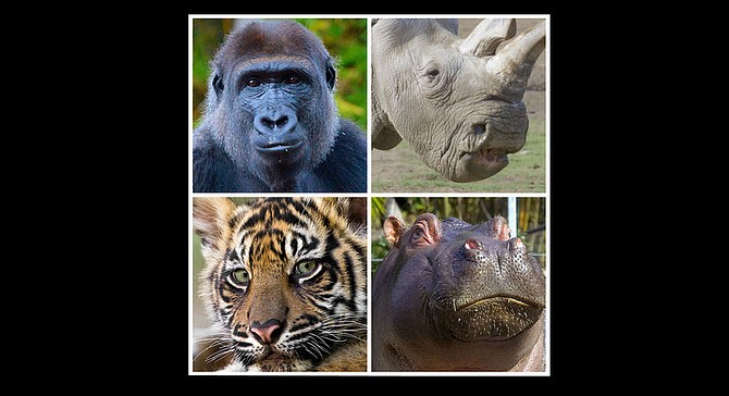 Just four of the surveyed San Diego Zoo denizens who indicated that they would take advantage of animal euthanasia if given the chance: Gloomy Gorilla, Remorseful Rhino, Hopeless Hippo, and Troubled Tiger.