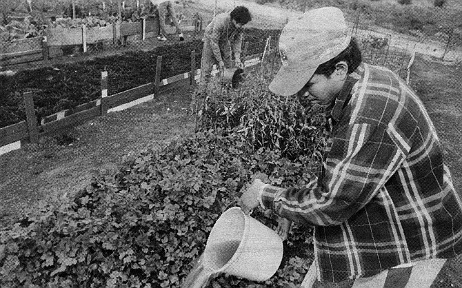 Tending Everett's garden, December 1994