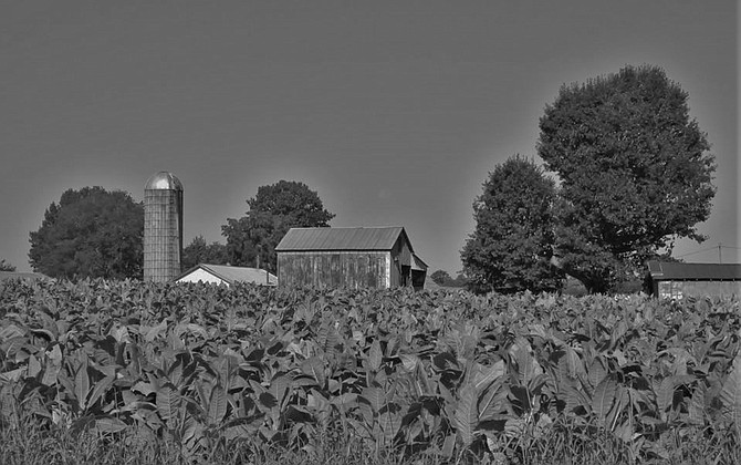 Tobacco Farm, Rural Middle Tennessee