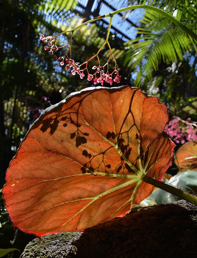 Begonia leaves and flowers, Balboa Park Botanical Building, September 3, 2016