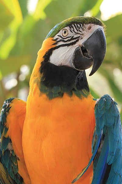 Parrot at Free Flight Exotic Bird Sanctuary