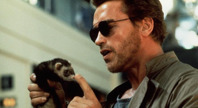 One of the odder complications from the California ferret ban cropped up during the making of last year's Kindergarten Cop with Arnold Schwarzenegger. The script called for a bad guy to get nipped, so the producers hired a number of ferrets from a local trainer. Not wanting to run afoul of the Fish and Game people, Universal shipped the California-trained animals to Oregon and shot the segment there.

The ferrets are reported to be still at large and appearing in television commercials.