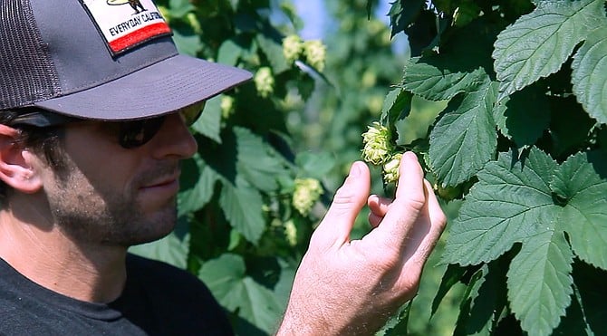 An employee of Pure Project picks fresh hops at SD Golden Hop Farm in Fallbrook.
