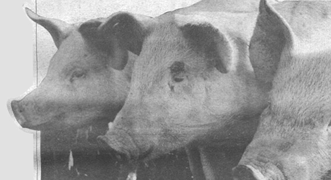 The foraging "wood pig" gradually was replaced by the "lard pig," a pig fed exclusively on corn. 