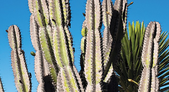 Cactus in Balboa Park - Image by Andy Boyd