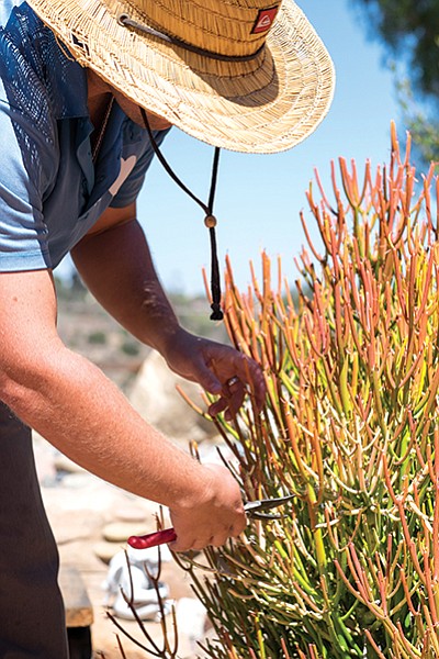 Nicholas Poulsen trims firestick plant