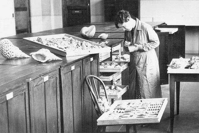 A WPA assistant cataloging shells, c. 1937
