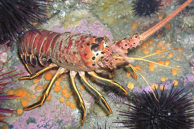 The lobster's strong legs are for long-distance travel.