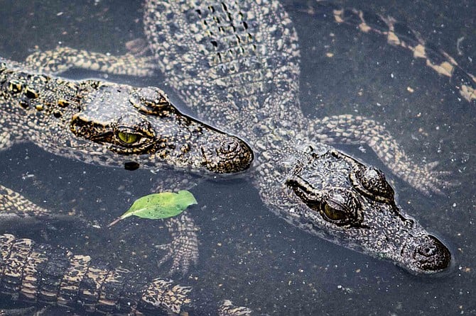 Baby Crocs.