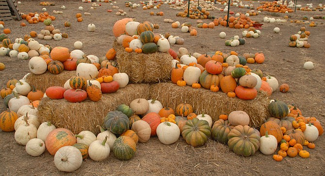 A wide variety of pumpkins for carving or cooking at Suzie’s Farm’s Pumpkin Palooza picking event.