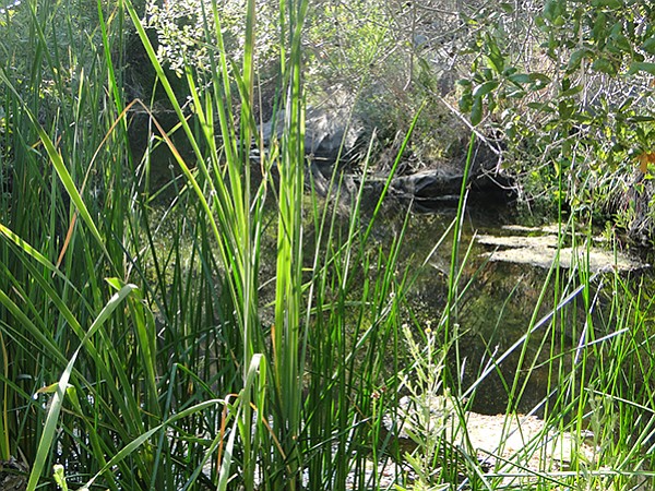The riparian area  is home to rushes, willows, crayfish, and water skaters.