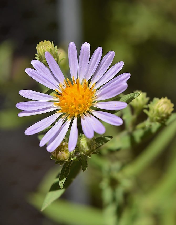 California aster (Aster chilensis), a faithful native that goes dormant for most of the year, then returns every summer in my backyard.  9/16