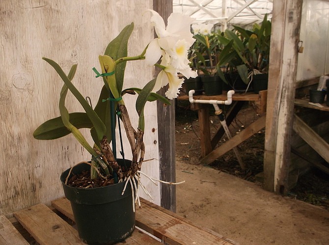An orchid at Tayama Greenhouses