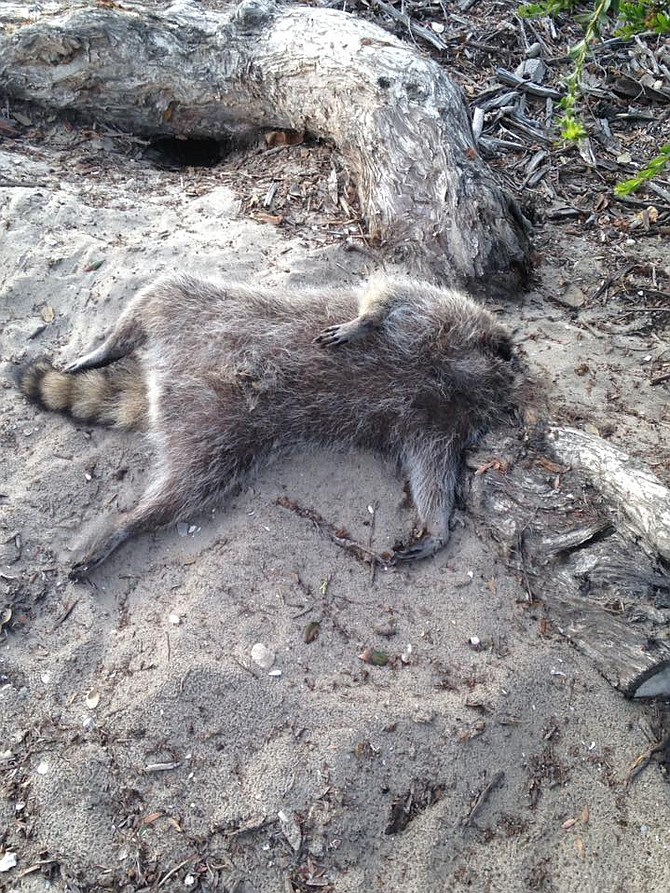 Headless O.B. raccoon