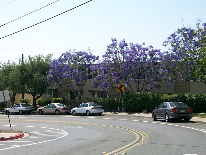 Jacaranda flowers bloom in Point Loma Heights.